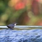 White-throated dipper
