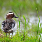 Garganey duck