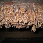 Geoffroy's bat colony
