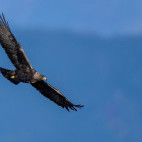 Golden eagle in Scotland