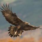 Golden eagle over Isle of Mull, Scotland