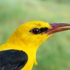 Golden oriole