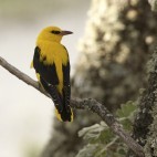 Golden oriole
