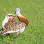 Great bustard in the UK