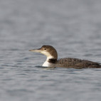 Great northern diver in Scotland