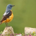 Common rock thrush in Greece