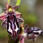 Cretan bee orchid in Greece, Crete