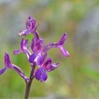 Bory's orchid in Crete, Greece