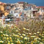 Chamomile in Crete, Greece