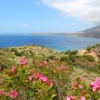 Oleander flowers and coast in Crete, Greece