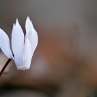 Cretan cyclamen in Greece