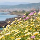 Meadow in bloom during spring in Crete, Greece