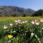 Baker's tulip in Omalos, Crete in Greece