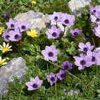 Blue crown anemone in Omalos, Crete in Greece
