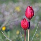 Red Cretan tulip in Greece