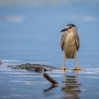 Black-crowned night heron in Lake Kerkini, Greece.