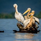 Dalmatian & white pelican in Lake Kerkini, Greece.