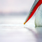 Dalmatian pelican beak.