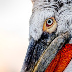 Close-up of a Dalmatian pelican on Lake Kerkini, Greece.