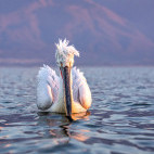 Dalmatian pelican on Lake Kerkini.