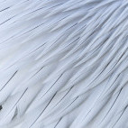 Dalmatian pelican feathers.