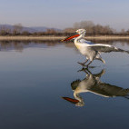 Dalmatian pelican on Lake Kerkini.