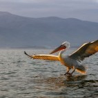 Dalmatian pelican on Lake Kerkini.
