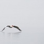 Dalmatian pelican in flight over Lake Kerkini.
