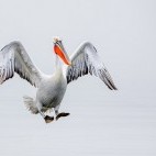 Dalmatian pelican on Lake Kerkini, Greece.