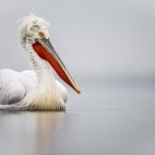 Dalmatian pelican on Lake Kerkini