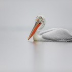 Dalmatian pelican on Lake Kerkini, Greece.