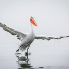 Dalmatian pelican on Lake Kerkini.
