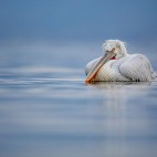 Dalmatian pelican on Lake Kerkini.