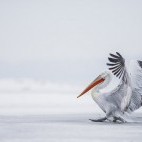 Dalmatian pelican on Lake Kerkini.