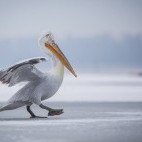 Dalmatian pelican on Lake Kerkini.