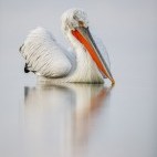 Dalmatian pelican on Lake Kerkini.