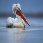 Dalmatian pelican on Lake Kerkini.