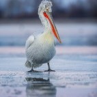 Dalmatian pelican on Lake Kerkini.