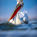 Dalmatian pelican on Lake Kerkini, Greece.