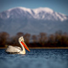 Dalmatian pelican on Lake Kerkini, Greece.