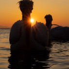 Dalmatian pelican on Lake Kerkini.