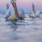 Dalmatian pelican on Lake Kerkini.