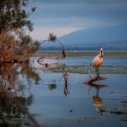 Eurasian spoonbill in Lake Kerkini, Greece.