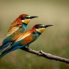 European bee-eater in Lake Kerkini, Greece.
