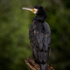Great cormorant in Lake Kerkini, Greece.