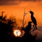 Great cormorant in Lake Kerkini, Greece.