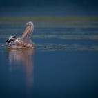 Great white pelican in Lake Kerkini, Greece.