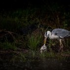 Grey heron in Lake Kerkini, Greece.