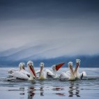 Dalmatian pelicans on Lake Kerkini.