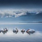 Dalmatian pelicans on Lake Kerkini.